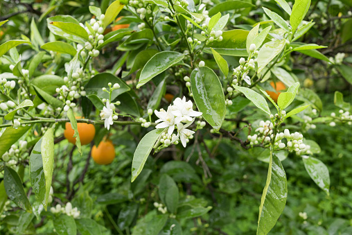 The flowering of the bergamot.