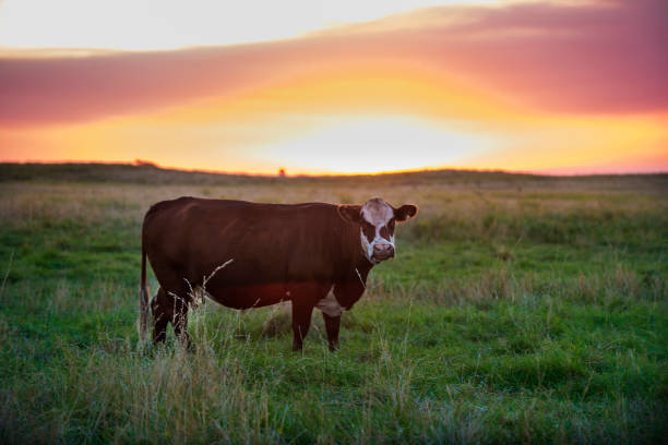 istock cows in Pampas landscape sunset 1019585934