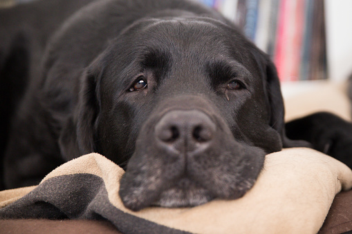 Old Graying and Tired Black Labrador Laying in Bed