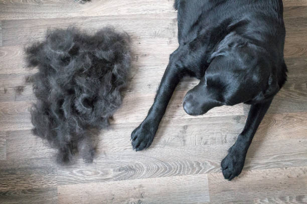 Dog and Its Fur Huge Pile of Fur Brushed off Black Labrador molting stock pictures, royalty-free photos & images