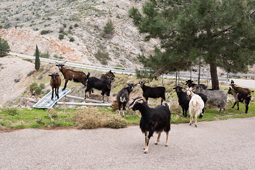 Goats, a country road and rocky hills as viewed at the north western part of the Greek Island of Chios in early spring. The herds of goats are important agriculturally on Chios for milk (cheese) and meat production.