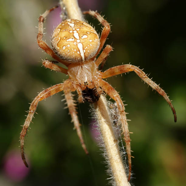 cross-country araneus spider (araneus diadematus), diadematus, européenne, jardin, araignée, diadème, croix, couronné, orb, tisserand, citrouille, animal, faune, sauvage, la faune, scandinavie, danemark, orange - cross spider photos et images de collection