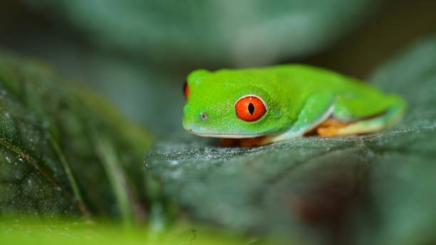 istock red-eye tree frog  Agalychnis callidryas in terrarium 1019588836