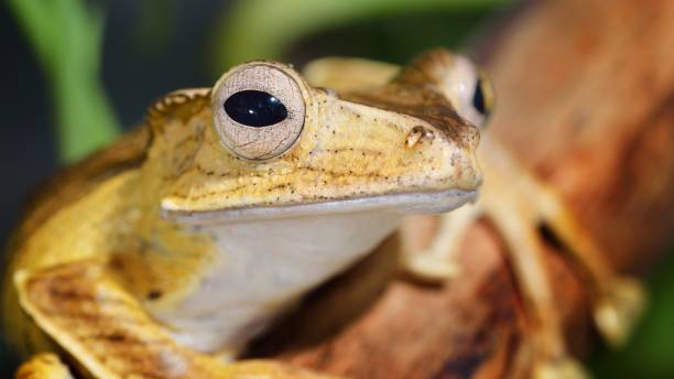 istock Borneo eared frog Polypedates otilophus 1019588856