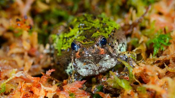 madagascan burrowing frog scaphiophryne marmorata nel muschio - marmorata foto e immagini stock
