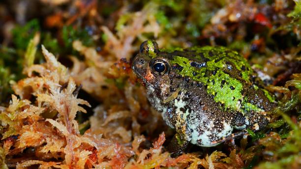 madagascan burrowing frog scaphiophryne marmorata nel muschio - marmorata foto e immagini stock