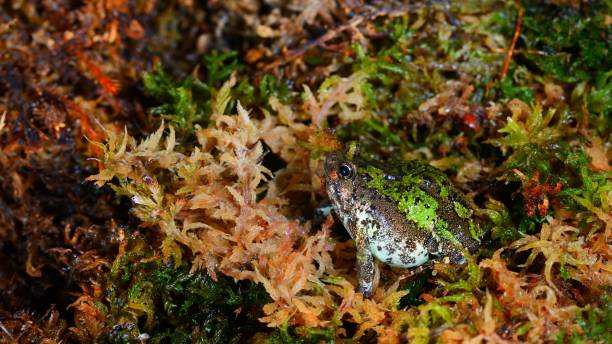 moss のマダガスカル掘り進むカエル scaphiophryne マルモラタ - marmorata ストックフォトと画像