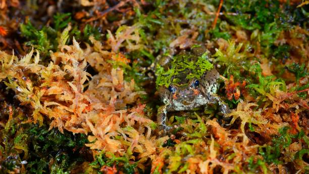 madagascan burrowing frog scaphiophryne marmorata in moss - marmorata imagens e fotografias de stock