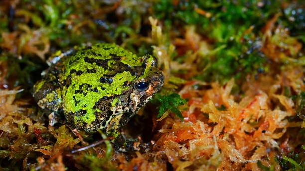 madagascan burrowing frog scaphiophryne marmorata in moss - marmorata imagens e fotografias de stock