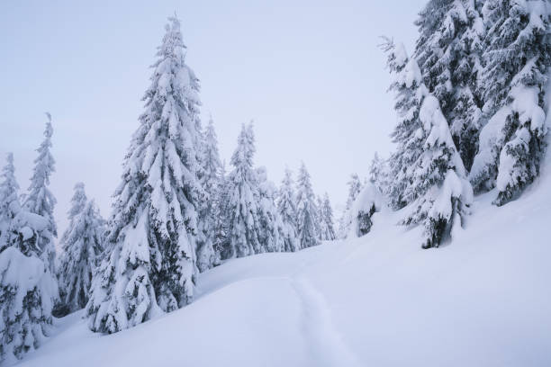 istock Winter landscape with footpath in the snow 1019594368