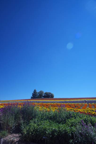 istock Flower garden of Biei 1019594806