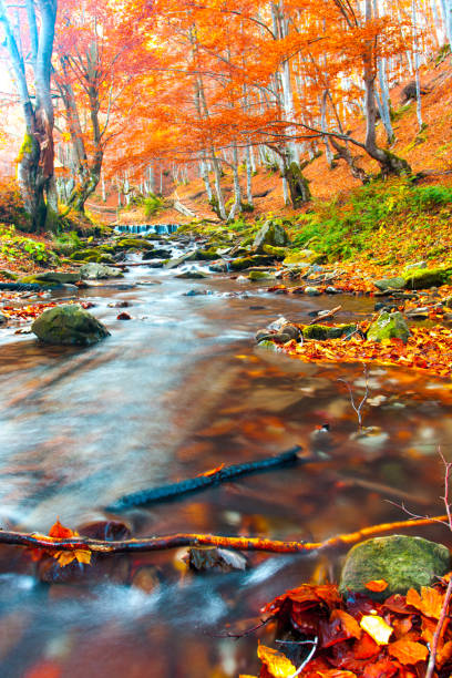 wald landschaft  - autumn water leaf stream stock-fotos und bilder