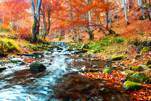 Clear creek in autumn forest. Forest landscape. Trees with red foliage on stream side. Fall nature.
