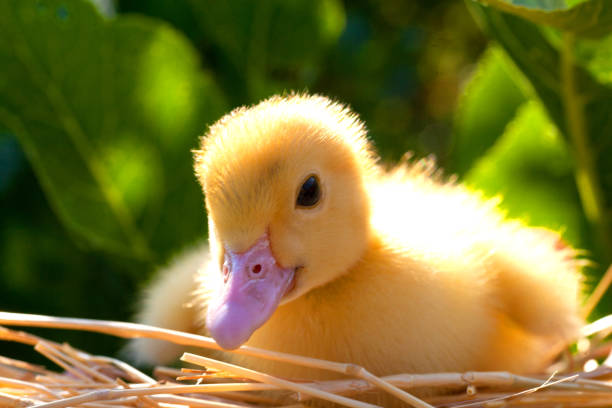 istock Little yellow duckling young handsome man 1019602714