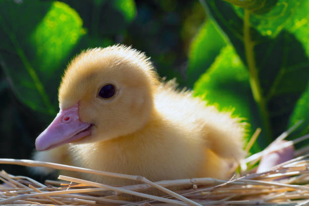 Little yellow duckling young handsome man in a nest of straw on a background of green grass at home on a farm
