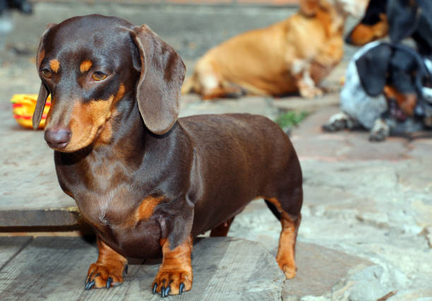istock Dachshund Dog Summer Garden 1019606480