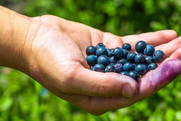 istock A full hand of a very tasty looking blueberries 1019615054