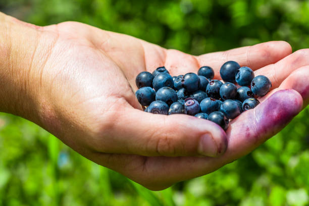 istock A full hand of a very tasty looking blueberries 1019615056