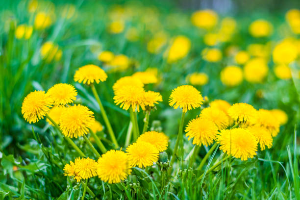 beau terrain avec pissenlits jaunes frais et l’herbe verte - dandelion photos et images de collection