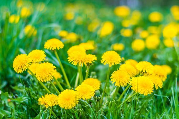 хорошее поле со свежими желтыми одуванчиками и зеленой травой - dandelion стоковые фото и изображения