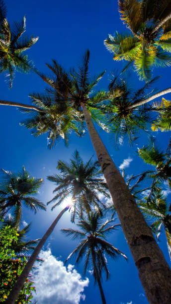 istock Coconut tree on the beach with blue sky in the Caribbean 1019615972