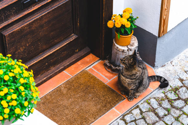 istock Cat waiting for owner near door 1019616440