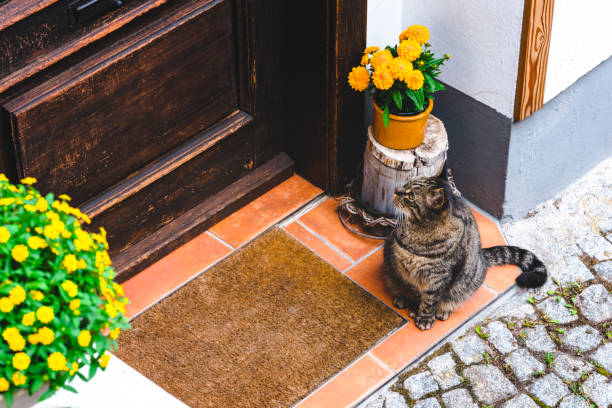 istock Nice cat waiting near the door 1019616770