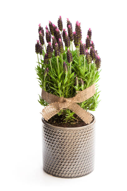 istock Lavender  bush in flower pot isolated on white 1019619718