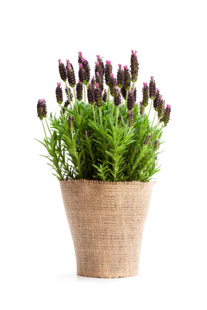 istock Lavender  bush in flower pot isolated on white 1019619790