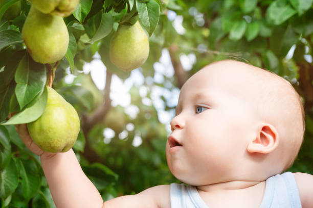 果樹園で熟した梨、秋の子。小さな男の子は、秋の収穫で庭の木から甘いフルーツを食べたくて。幼児と赤ちゃん食品のコンセプト。健康的な栄養。子供のための屋外の楽しみ - orchard child crop little boys ストックフォトと画像