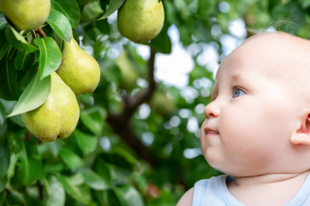 criança olhando peras maduras no pomar, no outono. menino querendo comer doce fruta da árvore no jardim, no momento da colheita do outono. conceito de comida de bebê e infantil. nutrição saudável. diversão ao ar livre para crianças - orchard child crop little boys - fotografias e filmes do acervo