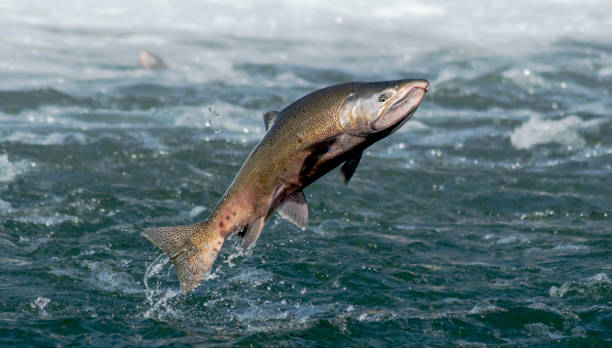 patrzysz na mnie? - chinook salmon zdjęcia i obrazy z banku zdjęć