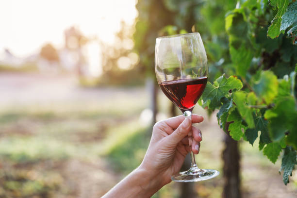 istock Glass of red wine in hand on grapevine background with space for text 1019635852