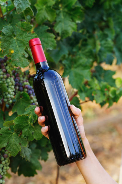 istock Bottle of red wine in a hand against a grapevine background 1019635868