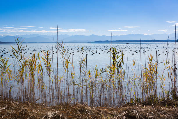 Ducks on lake Starnberg near Feldafing, Bavaria, Germany