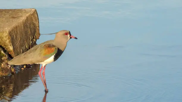 A beautiful Quero-Quero bird with red eye and brown feather with details in orange and green, looking rightward, walking over the water in a lake, with a block of concrete behind it