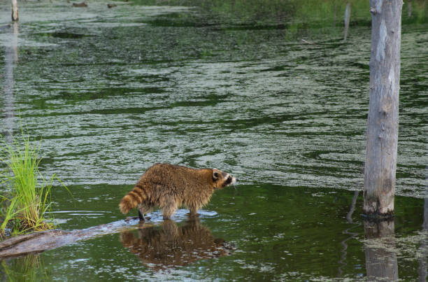 istock A raccoon walks a fallen log in the water. 1019647870