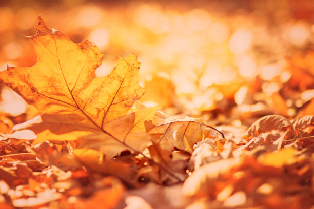 istock Autumn leaves close up background 1019648054