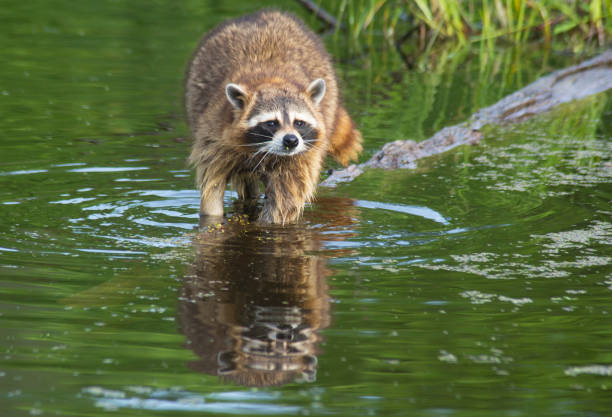 istock A fishing raccoon shows his water reflection. 1019648100