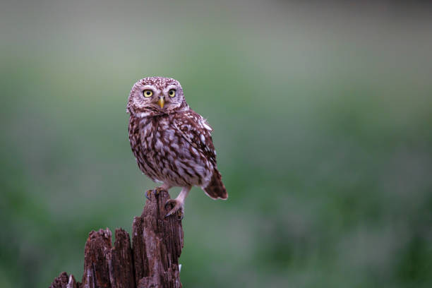 istock Little owl in the Netherlands 1019650702