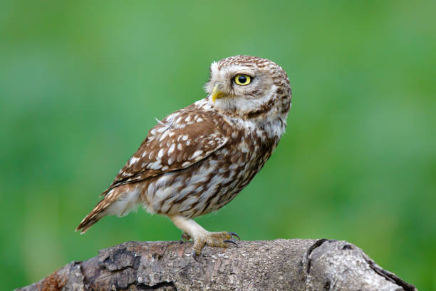istock Little owl in the Netherlands 1019650704