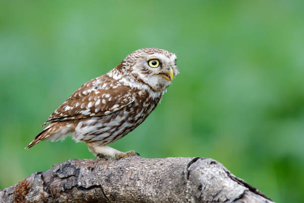 istock Little owl in the Netherlands 1019653478