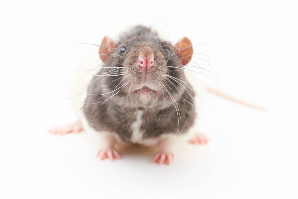 istock Portrait of a cute, gray decorative rats. On a white background. 1019656074
