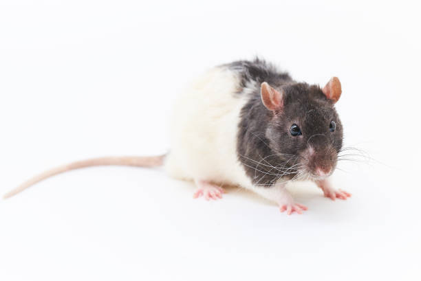 istock Portrait of a cute, gray decorative rats. On a white background. 1019656190