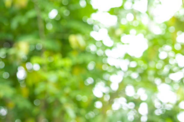 istock Abstract bokeh blur tree nature background with sunlight on summer. 1019659468