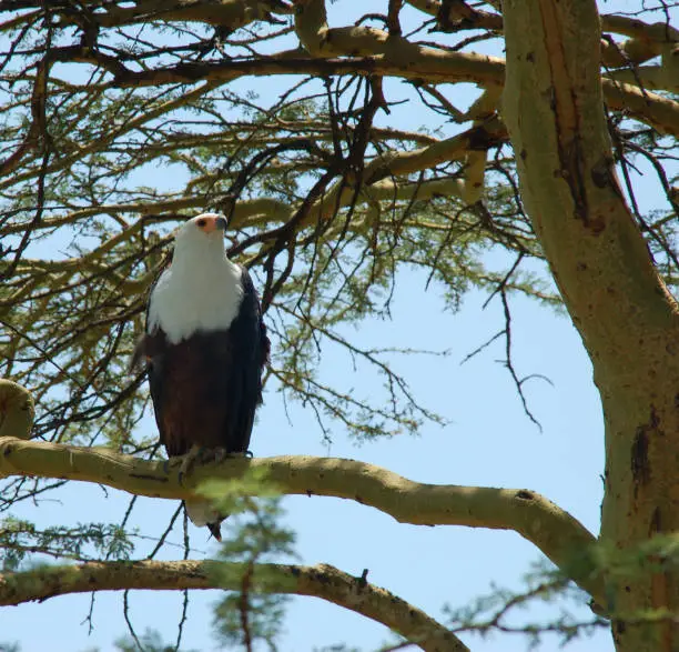 Photo of African Fish Eagle