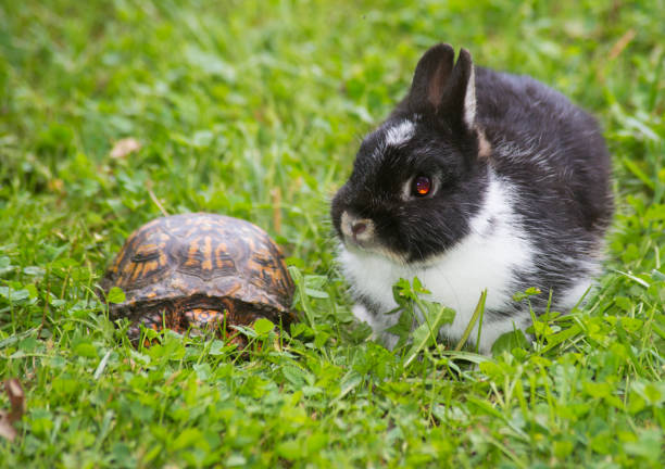istock A black and white rabbit and wild turtle sit in green grass. 1019670976