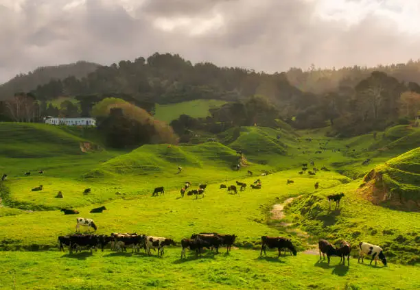 Photo of Vivid green agricultural farming countryside