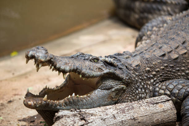 istock Crocodiles Resting at Crocodile Farm in Thailand 1019701636