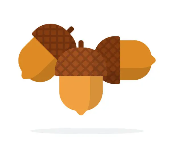 Vector illustration of Three acorns vector flat isolated